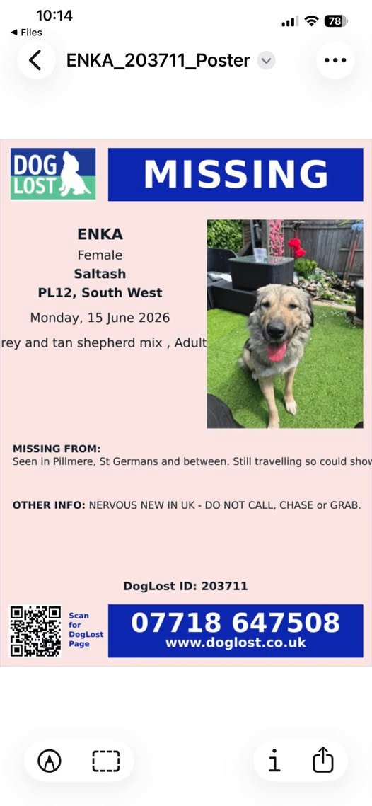 Help Find Enka - Missing Dog from Saltash